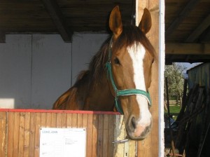 Obrazek